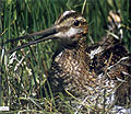 Hunting Snipe