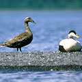 Sea Diving Duck - Eider