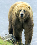 Hunting in Azerbaijan. Hunting Caucasian Brown Bear