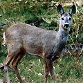 Hunting Roe Deer