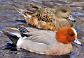 Hunting Waterfow. Wigeon