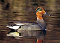 Hunting in Azerbaijan. Teal