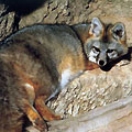 Hunting in Azerbaijan. Hunting Foxes