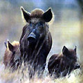 Hunting Wild Boars. Hunting in Azerbaijan